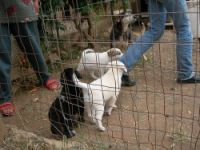 Se l’animale è lasciato denutrito ed esposto al sole è maltrattamento