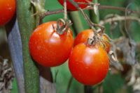 Invasione di pomodori cinesi. Pisani: "E' necessaria l'etichetta che indichi la provenienza"