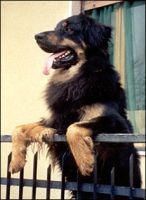 Cassazione: Divieto di tenere animali in condominio, decidono i condomini all'unanimità