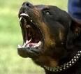 Cane azzanna bimbo, è grave