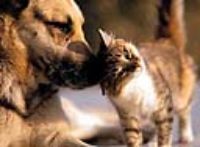 Usa: cuscini con le ceneri dell'animale domestico defunto!