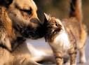 Misure di protezione per gli animali da compagnia: il Ddl all’esame della Camera