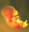 Notizia inquietante: è possibile clonare l'uomo!