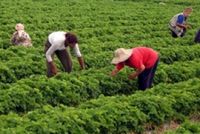 In tempi di crisi economica si torna a coltivare la terra