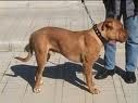 Risponde di lesioni il padrone del cane rinchiuso che azzanna un passante