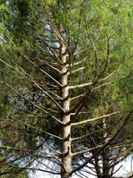 L'Ue bandisce il legno illegale 