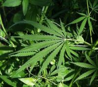 Droga: Cassazione, non va applicata aggravante della ingente quantità se principio attivo è sotto i 50kg