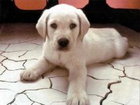Amministrazione di sostegno: riconosciuto il diritto all’animale da compagnia