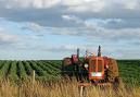 Incentivi e bando per potenziali aziende agricole formate da giovani campani e giovani immigrati