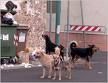 Cassazione: l'Asl deve risarcire i danni alle persone aggredite da cani randagi