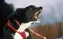 Responsabile delle aggressioni il padrone del cane anche se legato