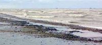 Allarme ambientale, dopo le isole di Capri ed Ischia anche Ponza nel mirino delle indagini: gasolio ricopre la spiaggia