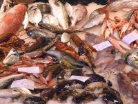 Consumi, aumentano le truffe del pesce surgelato. Ecco la guida anti-frode di NoiConsumatori