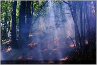 Forestale: il 75% degli incendi si concentra in 26 province
