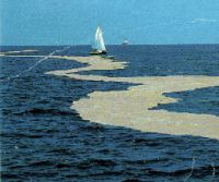 Mucillagine nel Golfo di Napoli, responsabile anche l'inquinamento