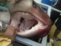 Trovato squalo di due metri lungo la costa di Pozzuoli, a pochi metri dalla spiaggia!