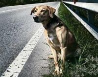 Animali sulla carreggiata: Autostrade per l’Italia spa risarcisce i danni 