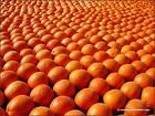 Attenzione ai nuovi succhi d’arancia…senza arance!