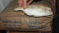 Salerno, pesce avariato per Natale Sequestrate 250 tonnellate di prodotti