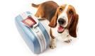 Nasce 'Pet Airways' la compagnia aerea che fa viaggiare in prima classe gli animali domestici!
