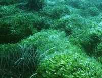 Legambiente, scoperta nuova alga invasiva in canale Sicilia