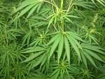 Cassazione: perdono giudiziale per il minore incensurato che coltiva cannabis 